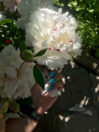 beautiful peonies bloom in the garden at the beginning of summerの写真素材