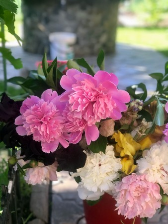 beautiful peonies bloom in the garden at the beginning of summerの写真素材