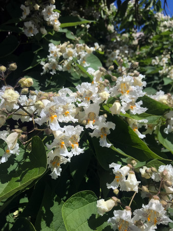 the interesting blooming white flowers close-up in summerの写真素材
