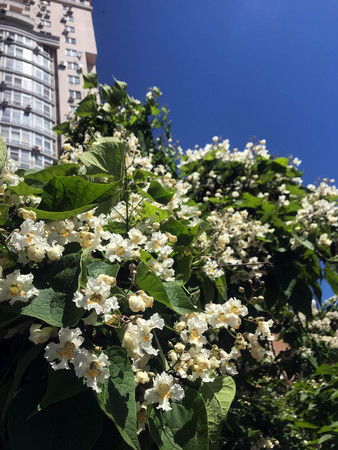 the interesting blooming white flowers close-up in summerの写真素材