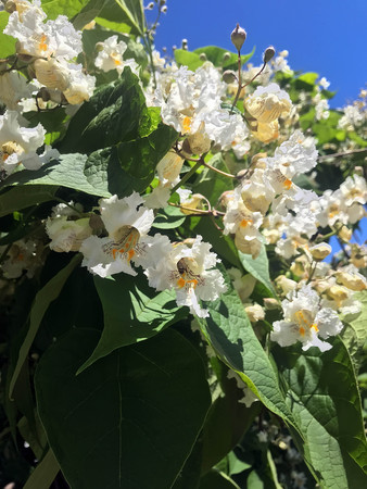 the interesting blooming white flowers close-up in summerの写真素材