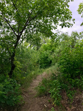 a path in a green forest in summerの写真素材