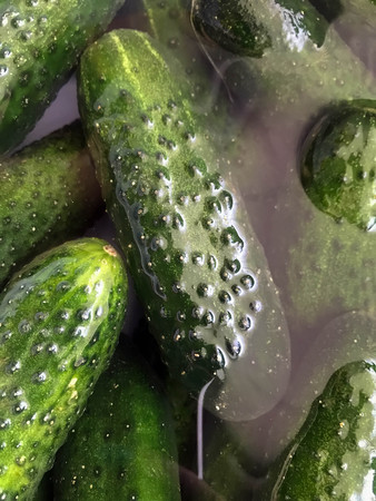 green cucumbers become wet in the water before saltingの写真素材