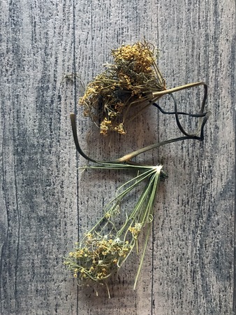dry twigs of dill lies on the tableの写真素材