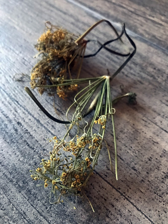 dry twigs of dill lies on the tableの写真素材