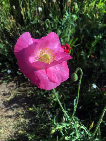 pink poppies bloomed in summer in the fieldの写真素材