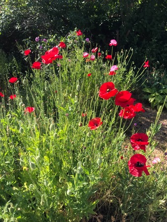red poppies bloomed in summer in the fieldの写真素材