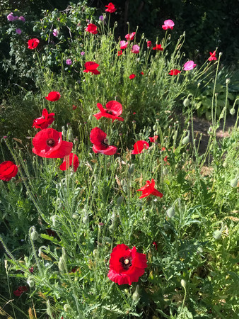 red poppies bloomed in summer in the fieldの写真素材