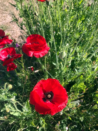 red poppies bloomed in summer in the fieldの写真素材