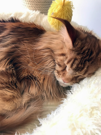 big red cat is sleeping in his bedの写真素材