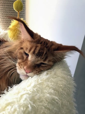 big red cat is sleeping in his bedの写真素材