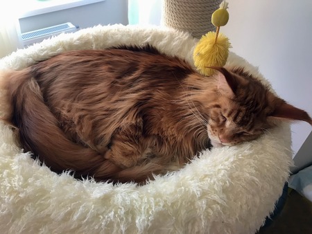 big red cat is sleeping in his bedの写真素材