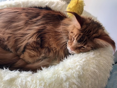 big red cat is sleeping in his bedの写真素材