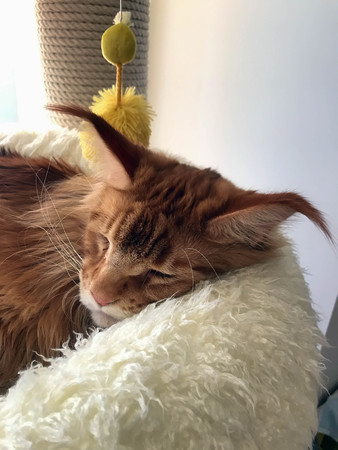big red cat is sleeping in his bedの写真素材