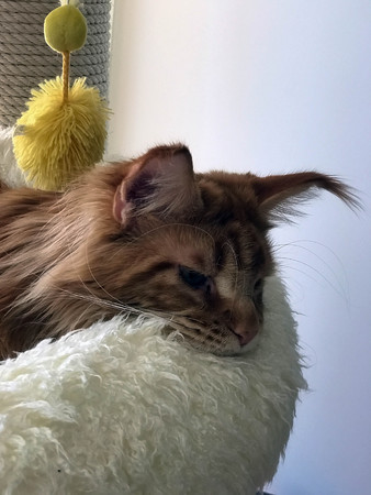 big red cat is sleeping in his bedの写真素材
