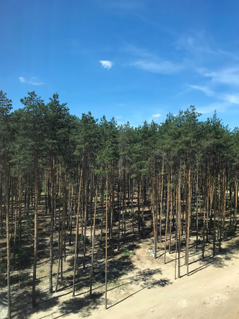 summer big pine forest on a sunny dayの写真素材