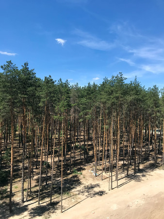 summer big pine forest on a sunny dayの写真素材