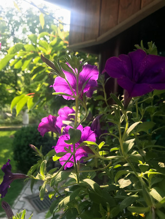 beautiful flowers blossomed in the garden outside the cityの写真素材