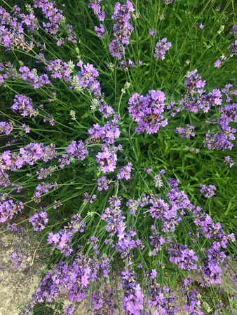 flowering in the garden purple lavender in summerの写真素材