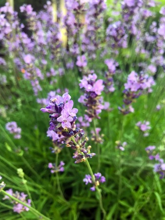 flowering in the garden purple lavender in summerの写真素材