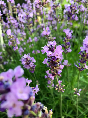 flowering in the garden purple lavender in summerの写真素材
