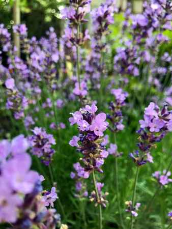 flowering in the garden purple lavender in summerの写真素材