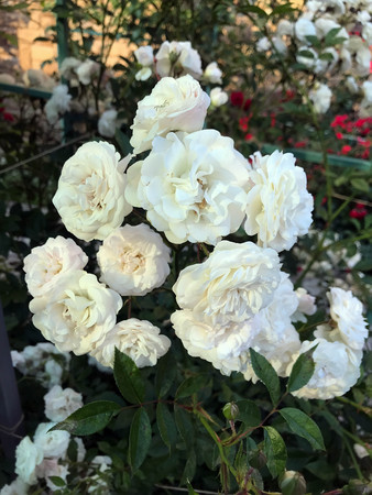 blooming roses in the garden in summerの写真素材