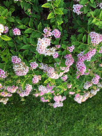 round blossoming bush in a garden in the summerの写真素材