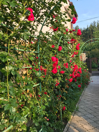 blooming roses in the garden in summerの写真素材