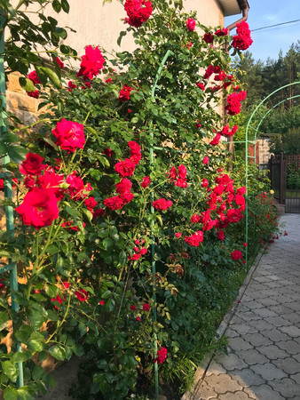 blooming roses in the garden in summerの写真素材