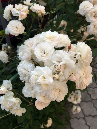 blooming roses in the garden in summerの写真素材