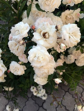 blooming roses in the garden in summerの写真素材
