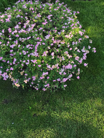 round blossoming bush in a garden in the summerの写真素材