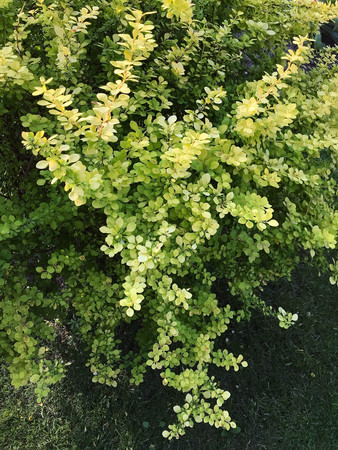 green beautiful bush in the garden in summerの写真素材