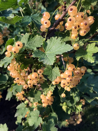 yellow currant in the sun in a summer gardenの写真素材