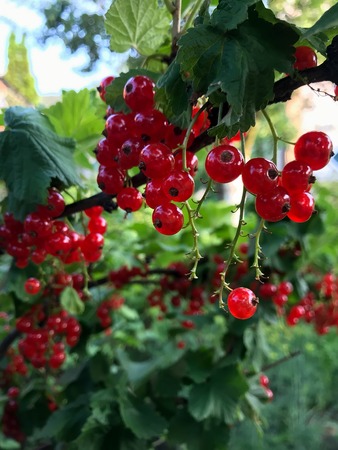 red currant in the sun in a summer gardenの写真素材
