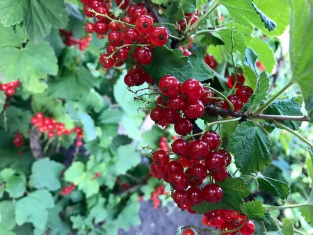 red currant in the sun in a summer gardenの写真素材