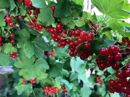 red currant in the sun in a summer gardenの写真素材