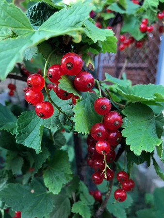 red currant in the sun in a summer gardenの写真素材