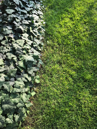 green ivy and grass in the garden in summerの写真素材