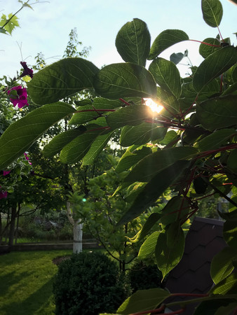 sun in the green leaves in the garden in the summerの写真素材