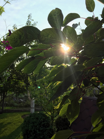 sun in the green leaves in the garden in the summerの写真素材