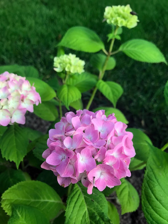beautiful flowers blossomed in the garden outside the cityの写真素材