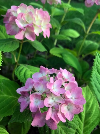 beautiful flowers blossomed in the garden outside the cityの写真素材