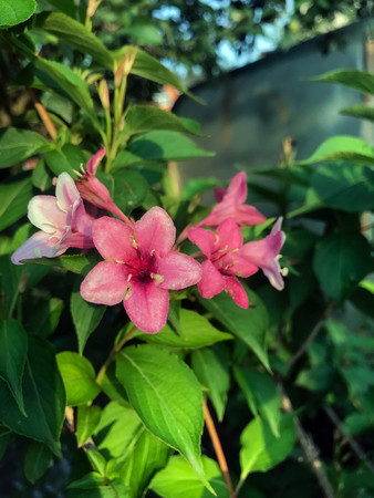 beautiful flowers blossomed in the garden outside the cityの写真素材