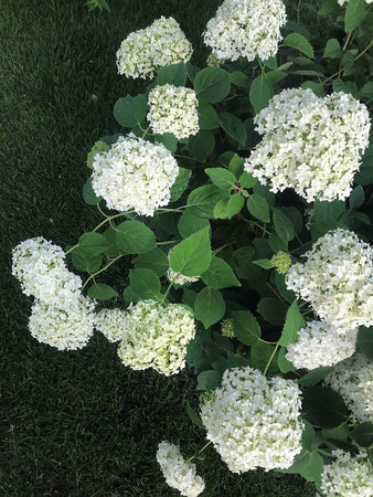 beautiful flowers blossomed in the garden outside the cityの写真素材