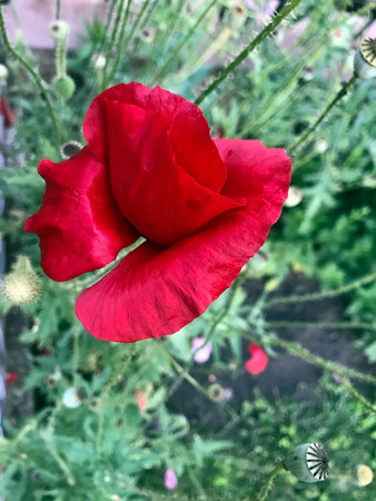 red poppies bloomed in summer in the fieldの写真素材