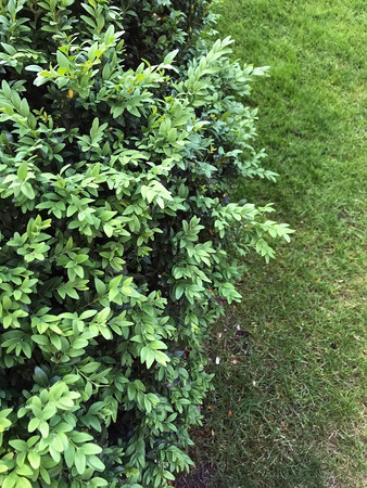 green beautiful bush in the garden in summerの写真素材