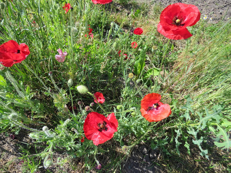 red poppies bloomed in summer in the fieldの写真素材