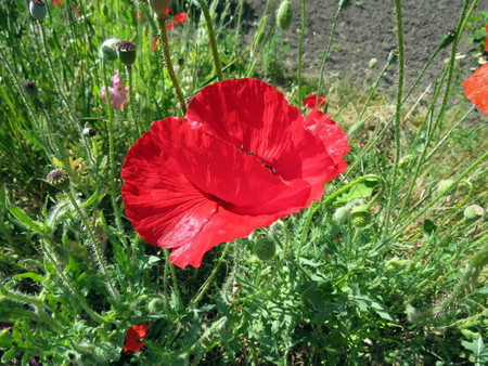 red poppies bloomed in summer in the fieldの写真素材